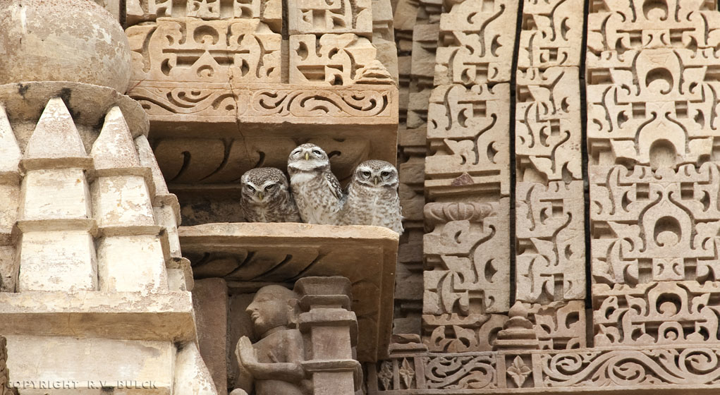 Spotted Owlet (Athene brama), Khajuraho, Madhya Pradesh.   [© R.V. Bulck]